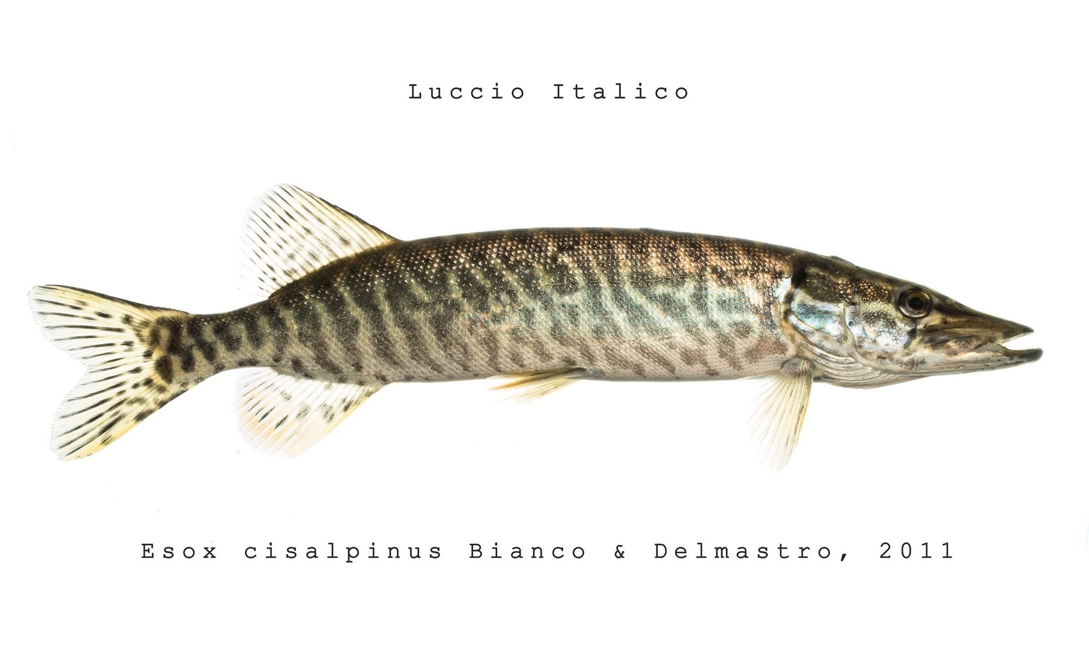 Esox cisalpinus Bianco & Delmastro, 2011